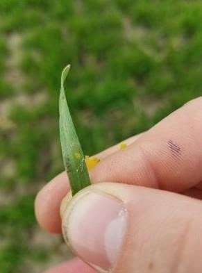 Two Small Stripe rust pustules on a winter wheat leaf