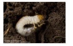 Mature larva of hoplia beetle. [J. K. Clark]