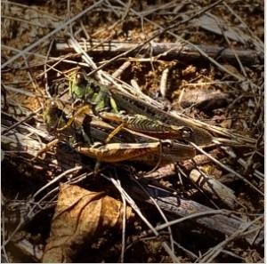 Adult differential grasshoppers
