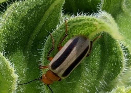 Zonitis bilineata adult with distinct black lines on abdomen