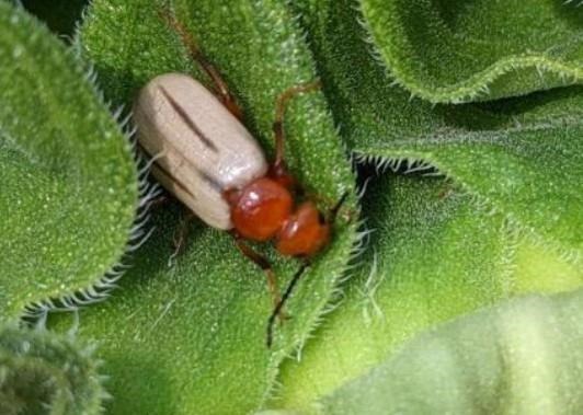 Zonitis bilineata adult with faint lines on abdomen