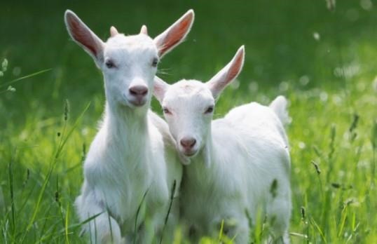 Bêne Baby Formula is the only goat's milk-based formula made and sold in the U.S.