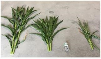 Figure 2. The three groups were chipped into the same samples and tested. Moisture = 82%.