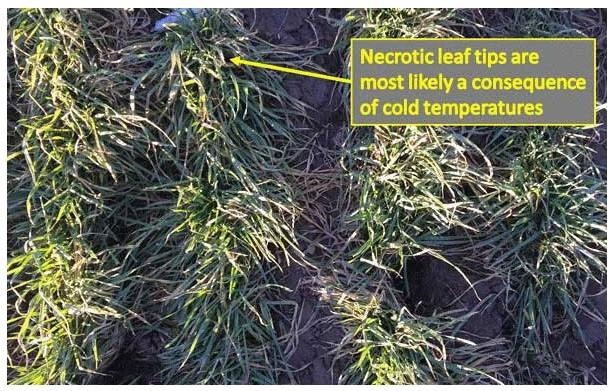 Figure 2. Wheat plants starting to show straw-colored or pale leaf tips as a consequence of cold temperatures near Healy. Brown, dried leaves do not necessarily indicate winter injury. The only way to assess the plant’s condition following winter is to examine the crown for winterkill