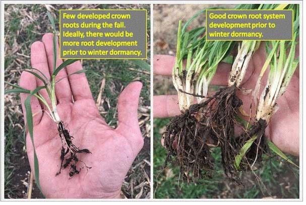 Figure 3. Differences in wheat development prior to winter dormancy. Both examples shown above should be able to make it through the winter, although the more developed root system in the photo to the right will be able to provide water and nutrients with less limitations to the plant during the winter