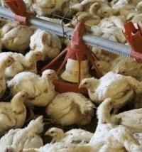 Avian flu expands to poultry in Kentucky, Virginia