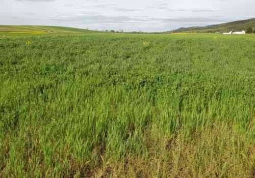 A legume cover crop prior to mowing and plowing in the spring