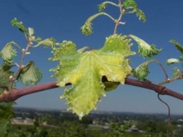 Grape leaves damaged by pesticide drift