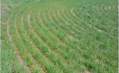 A section of a wheat field showing symptoms of wheat streak mosaic in Garden County on April 13