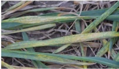 wheat streak mosaic symptoms on wheat leaves in the field