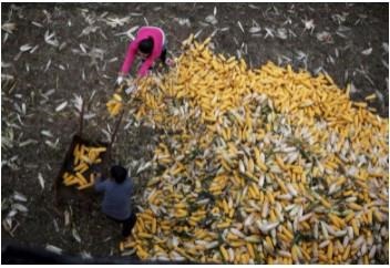 Farmers collect corn for a cargo at a farm in Gaocheng, Hebei province, China, in this September 30, 2015 file photo. REUTERS/Kim Kyung-Hoon/File Photo