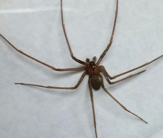 Brown recluse spider found in Ann Arbor, Michigan, on Aug. 19, 2016. An adult body is about 0.375 inch, but with its legs spread it is about the size of a quarter. Image courtesy of Alexander Migda, UofM.