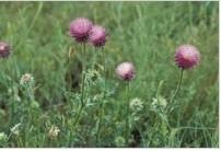 Musk thistles may be a blooming weed problem for some Oklahoma pastures
