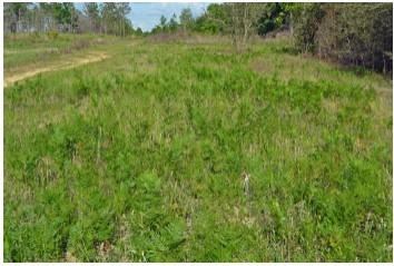 Converting timberlands to pasture releases weed seeds that often have been dormant for years