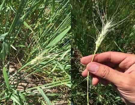 White wheat head due to wheat stem maggot