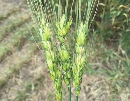 spikelets removed due to hail impact