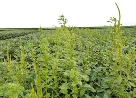 Glyphosate-resistant Palmer amaranth in soybean field