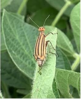 Striped blister beetle