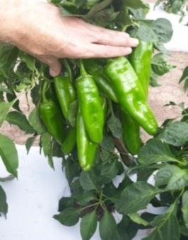 Researcher shows off peppers grown 