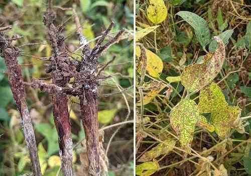 These two pictures show symptoms of red crown rot damage to soybean stems, roots and leaves