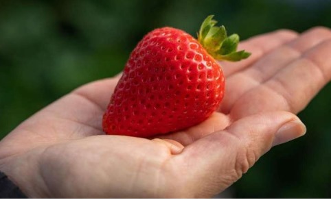 UC Eclipse strawberry is one of the new varieties resistant to Fusarium Wilt
