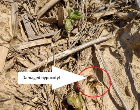 Damaged soybean plants