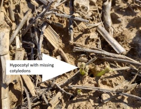 Soil crusting