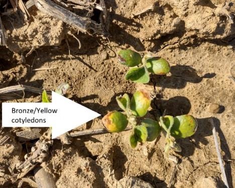 Bronze/yellow cotyledons