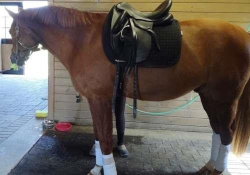 Horse wearing an equine heart rate monitor under tack