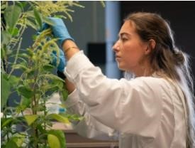 Sarah Kezar evaluating and observing Palmer amaranth in the lab. Palmer amaranth is a weed that is invading crops, stealing their nutrients and sunlight. Kezar recently presented her research about the weed at the 2021 ASA-CSSA-SSSA Annual Meeting