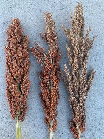2017 Stripe Rust Ratings From Eastern Nebraska Wheat Variety Trials