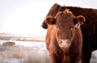 Maintaining shelter and water are two ways to help livestock through Texas winters. (Stock photo)