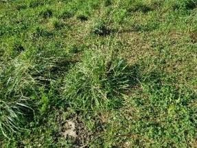 If and when the seed can reach the soil in late winter while there is still freezing and thawing activity, clover can fill in bare spots and add to the density of the pasture stand.