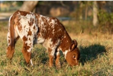 Cow-calf operations depend on getting a live calf with every pregnancy
