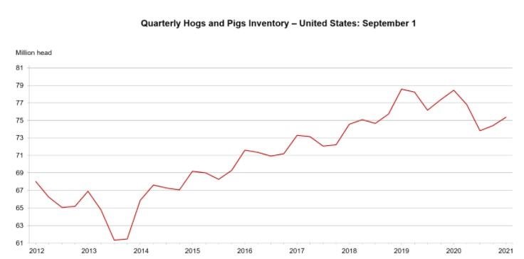 Hogs and Pigs report