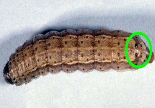 Fall armyworm caterpillar with four black dots at end of abdomen