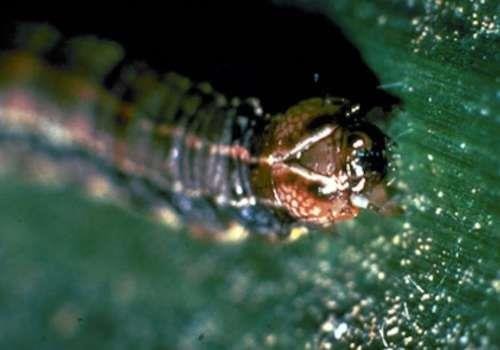 Fall armyworm caterpillar head capsule