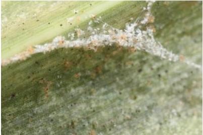 Heavy twospotted spider mite infestation on corn