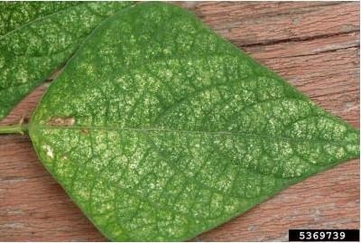 Twospotted spider mite injury on soybean