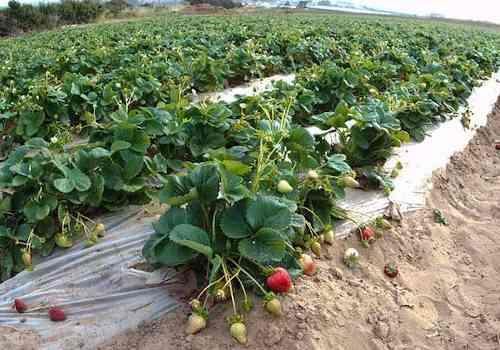 Coverage through Product and Revenue History is available to strawberry growers