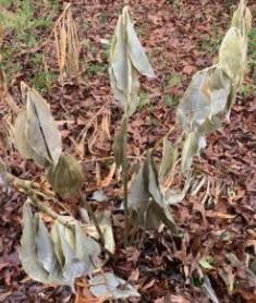 Cold-injured pinecone ginger