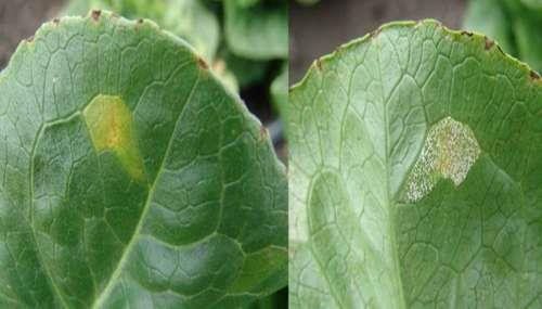 Composite photo showing both sides of the same leaf