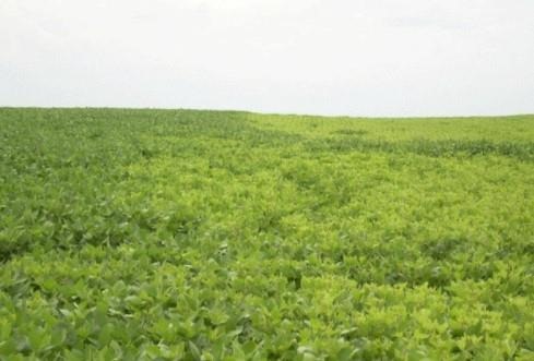 Soybean field showing signs of chlorosis