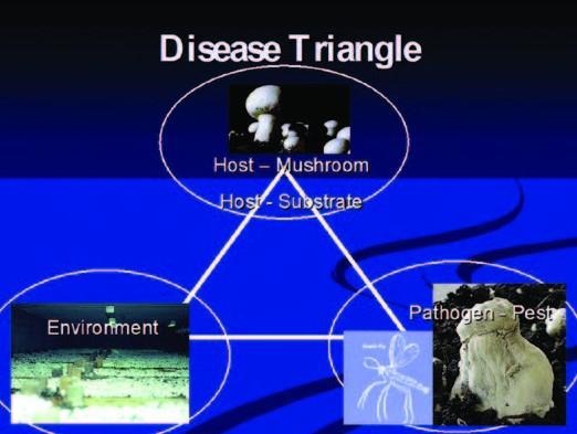 Disease triangle