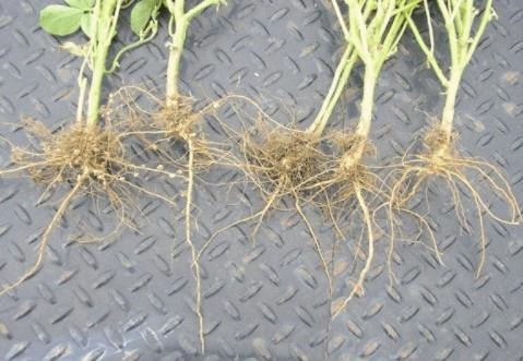 Lack of nodulation on far right soybean plants