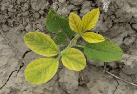 Close-up of iron chlorosis in soybeans