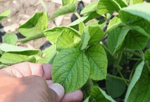 Manganese deficiency symptoms are similar to symptoms of iron chlorosis in soybeans