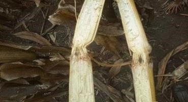 Figure 1. Stalk rot in corn at Kansas River Valley 