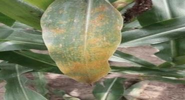 Figure 2. Southern leaf rust in corn