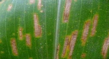 Figure 3. Gray leaf spot on corn